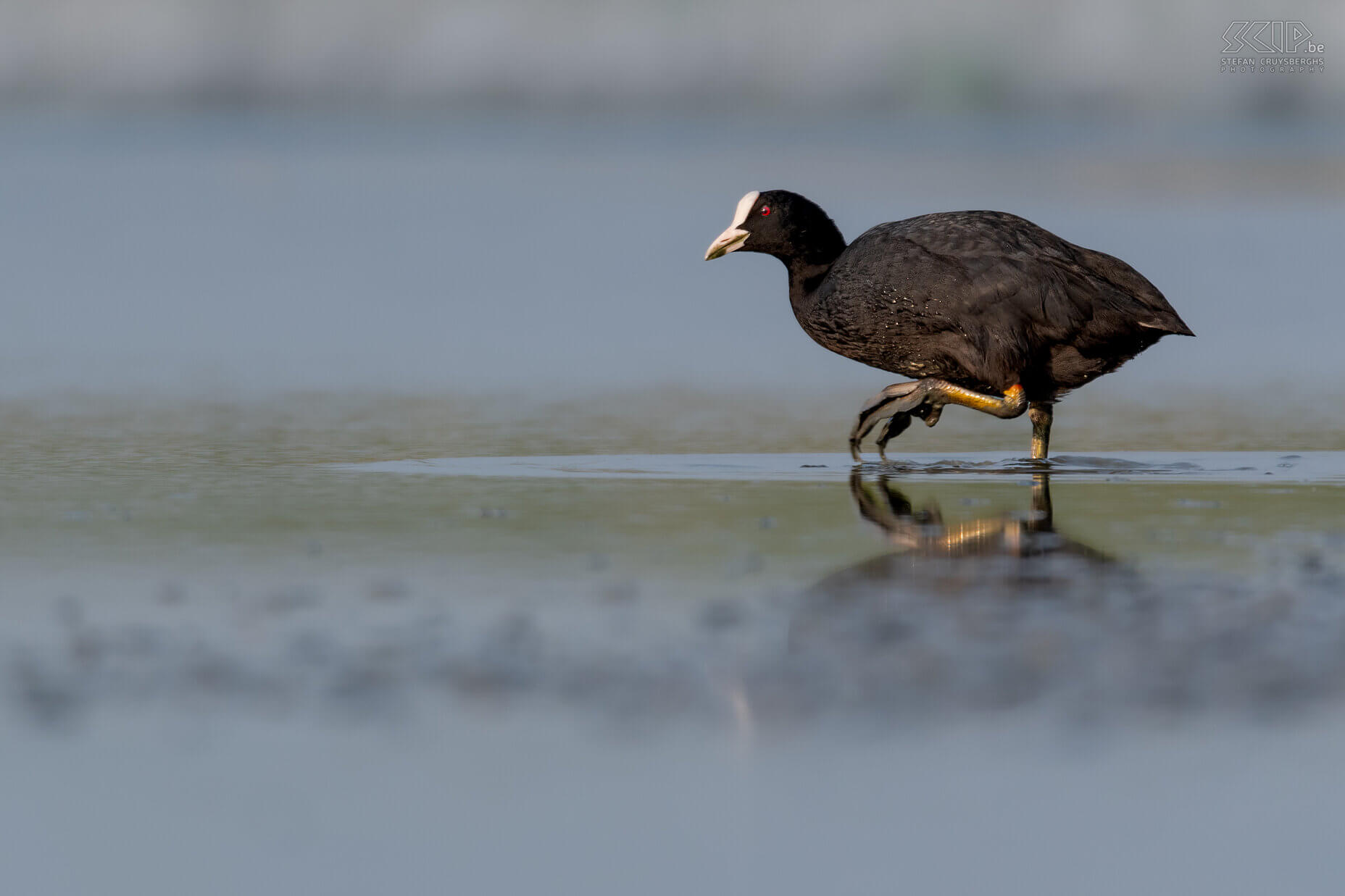 Water birds - Eurasian coot Eurasian coot / Fulica atra Stefan Cruysberghs